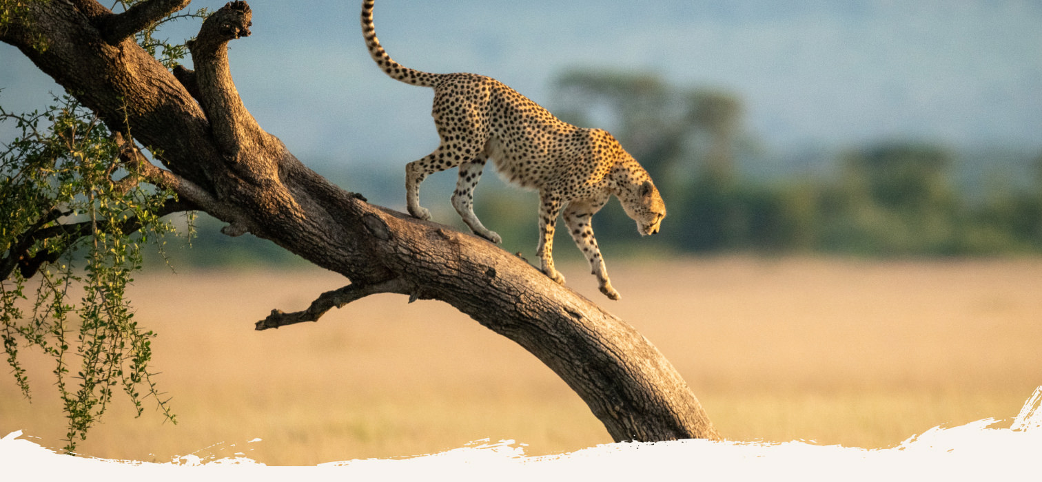 Ihr Traum von Afrika – gehen Sie mit uns auf Safari