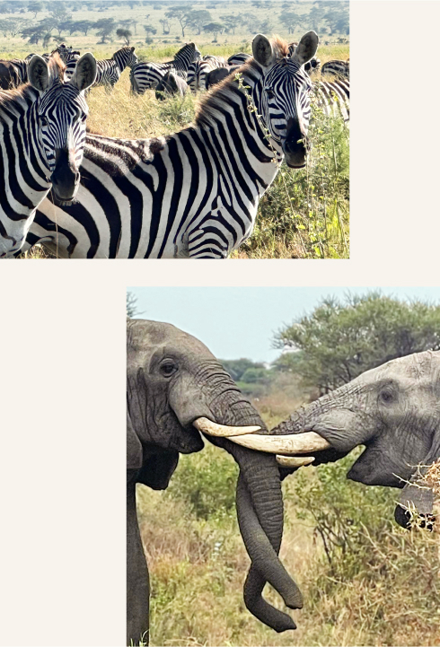 Moyoni africa tours